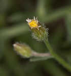 Dwarf horseweed